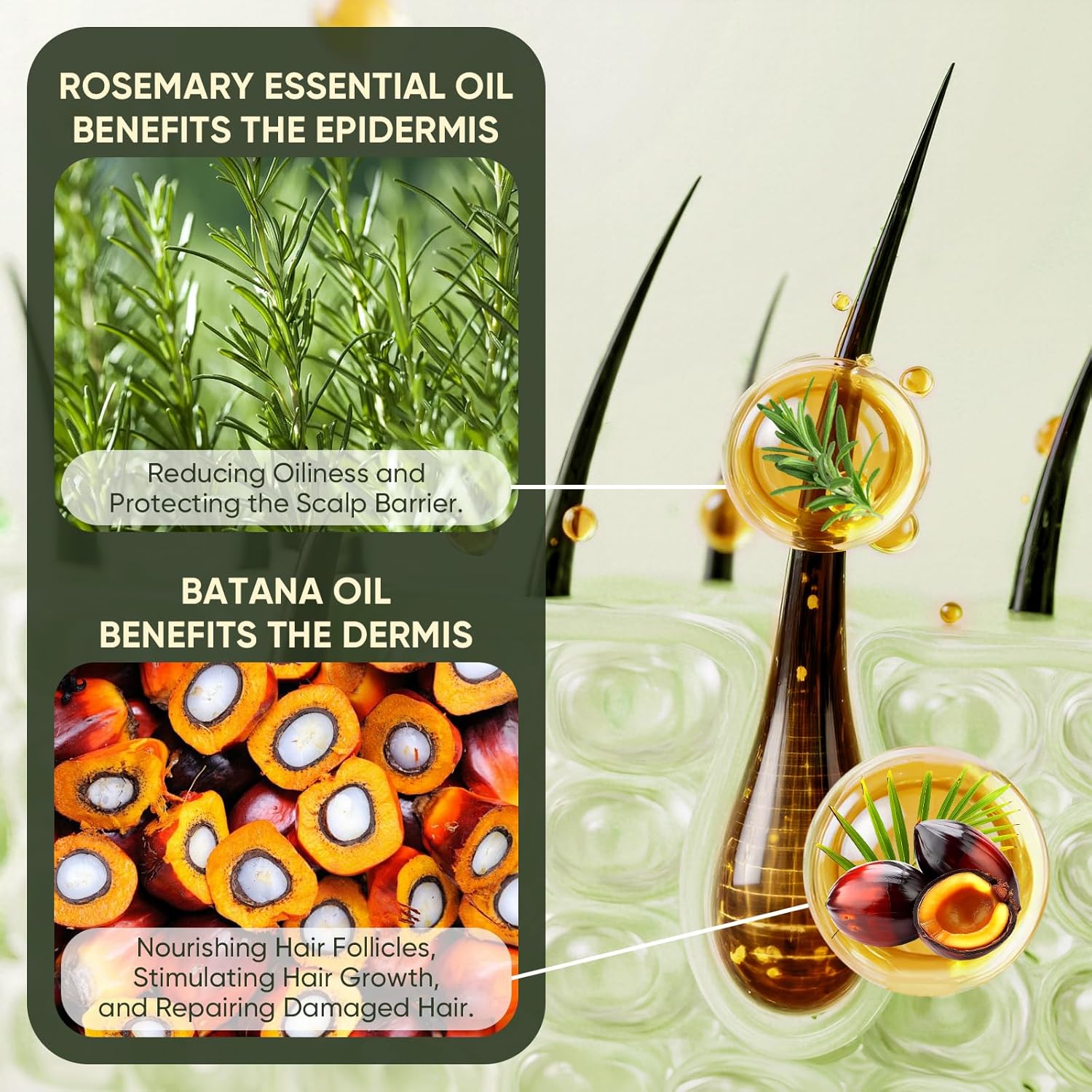 „Batana Gold™ – Soluția Naturală Împotriva Căderii Părului”